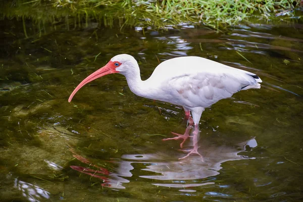 Primer Plano Ibis Blanco Caminando Agua Busca Comida — Foto de Stock