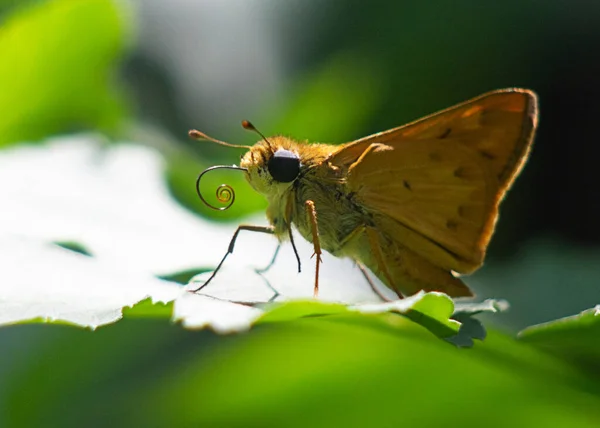 Gros Plan Beau Papillon Sur Une Feuille Verte — Photo