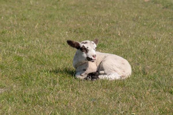 Een Schattig Lam Zittend Groen Gras — Stockfoto