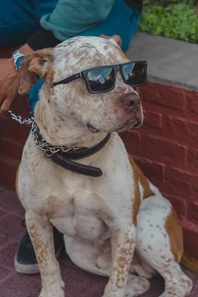 Gros Plan Vertical Chien Pitbull Frais Avec Des Lunettes Soleil — Photo