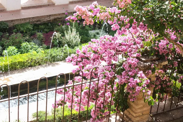 Gros Plan Fleurs Roses Dans Jardin Capturé Pendant Journée — Photo