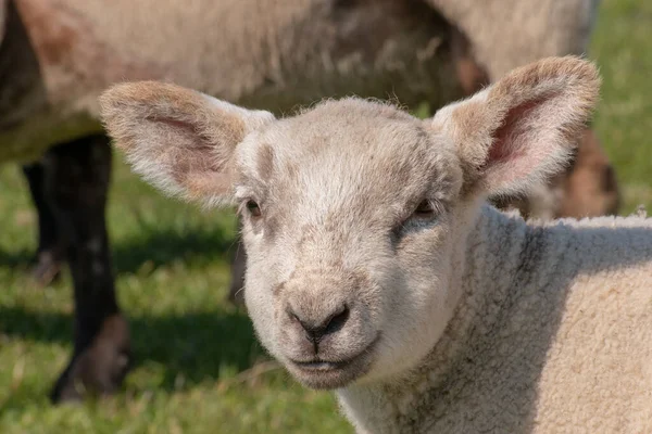 小さなかわいい子羊の肖像画で 放牧地に笑顔があります — ストック写真
