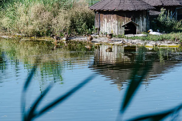 木のコテージ いくつかのアヒルや池で白鳥や水の中で泳ぐ — ストック写真