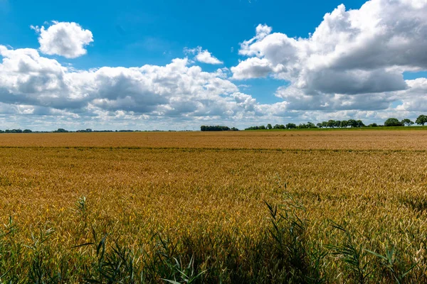 Beau Cliché Champ Avec Ciel Nuageux Brillant Fond — Photo