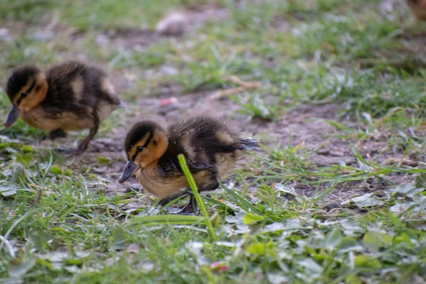 Gros Plan Canetons Tachetés Mignons Mangeant Herbe Dans Champ — Photo