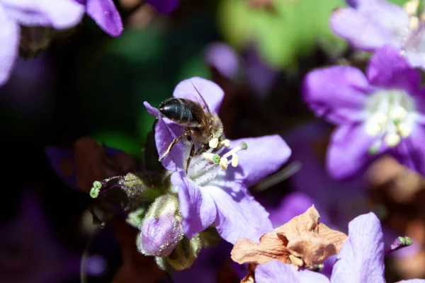 Крупним Планом Знімок Бджоли Фіолетовій Квітці — стокове фото