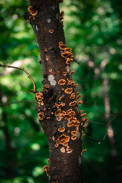 Primo Piano Tronco Albero Ricoperto Funghi Una Foresta — Foto Stock