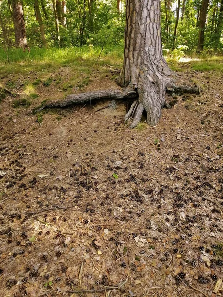 地面にある森のコーンの垂直ショット — ストック写真