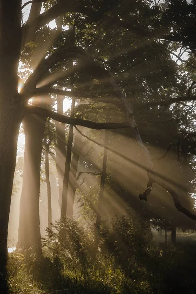 Una Hermosa Toma Vertical Rayos Sol Brillando Través Los Árboles — Foto de Stock