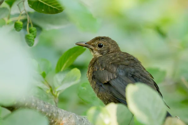 Eine Nahaufnahme Der Schönen Amsel Auf Einem Ast Sitzend — Stockfoto