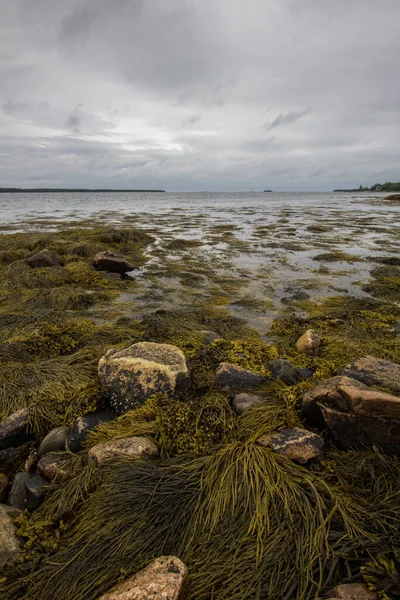 在一个阴郁的海滩上 一张垂直拍摄的石头和海藻的照片 — 图库照片