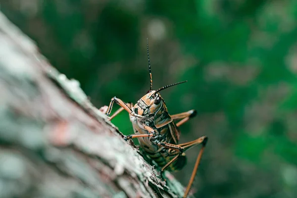 Een Close Opname Van Een Eastern Lubber Sprinkhaan Een Boom — Stockfoto