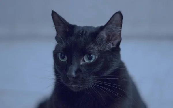 Closeup Black Pet Cat Looking Intently Something — Stock Photo, Image