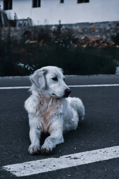 Tiro Vertical Cão Branco Sentado Estrada — Fotografia de Stock