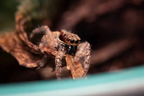 アロエベラの葉の上に小さなクモのマクロショット — ストック写真