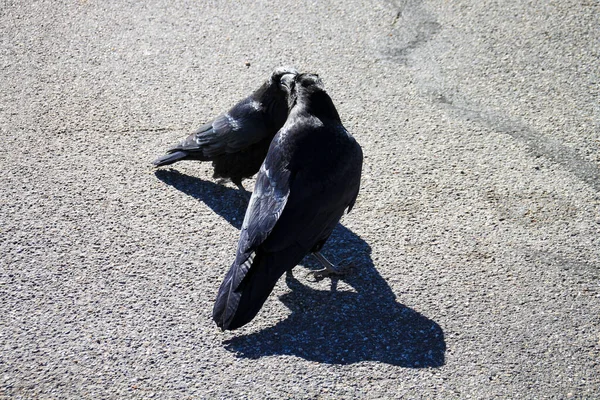 Gros Plan Corbeau Sur Chaussée — Photo