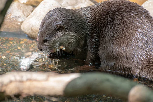 Een Selectieve Focusshot Van Een Wilde Otter Riviersteen — Stockfoto
