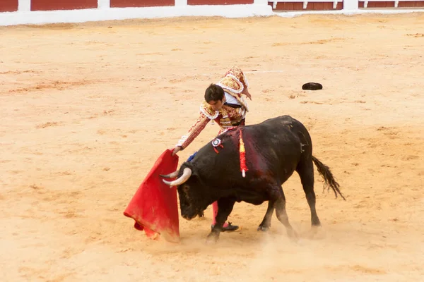 Plasencia スペイン 2015年6月13日 お祭りの機会に プラザ トロス プラセンシアのミゲル エンジェル ペレラ大使の闘牛 第二雄牛 — ストック写真