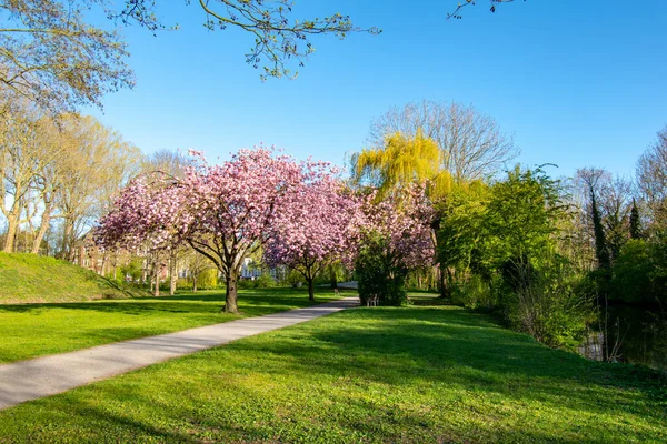 Gün Batımında Almanya Bir Parkta Çiçek Açan Ağaçlar — Stok fotoğraf