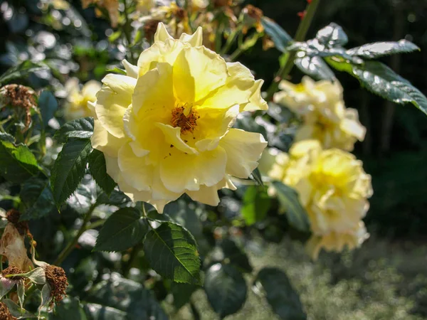 昼間に咲く黄色のバラの花のクローズアップショット — ストック写真