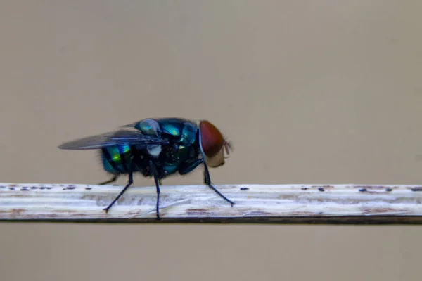 Close Uma Mosca Colorida — Fotografia de Stock