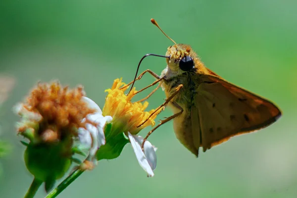 Gros Plan Beau Papillon Sur Une Fleur Jaune — Photo