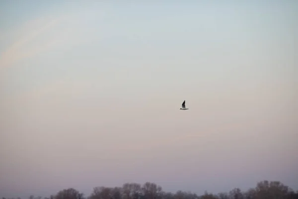 Beau Cliché Une Mouette Volant Dans Ciel Soir — Photo