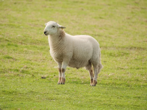 Ένα Χαριτωμένο Και Ευτυχισμένο Πρόβατα Στέκεται Ένα Μεγάλο Πράσινο Πεδίο — Φωτογραφία Αρχείου
