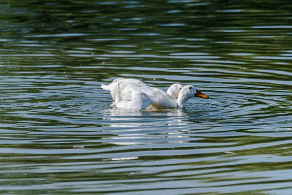 Par Cisnes Brancos Nadando Meio Uma Lagoa Fazendo Ondulações Torno — Fotografia de Stock