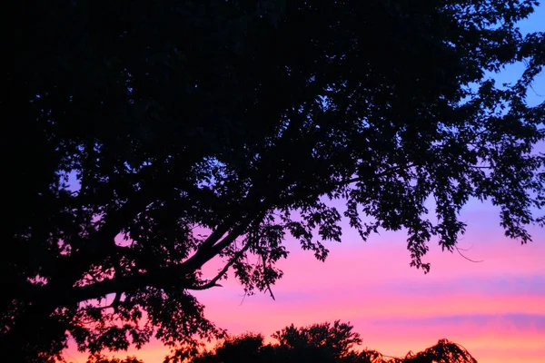 Närbild Träd Gyllene Solnedgång — Stockfoto