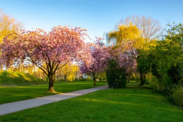 Gün Batımında Almanya Emden Bir Parkta Mor Çiçeklerle Açan Ağaçlar — Stok fotoğraf