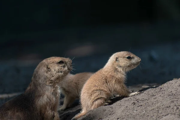 Krásný Záběr Prérijního Psa Písku — Stock fotografie