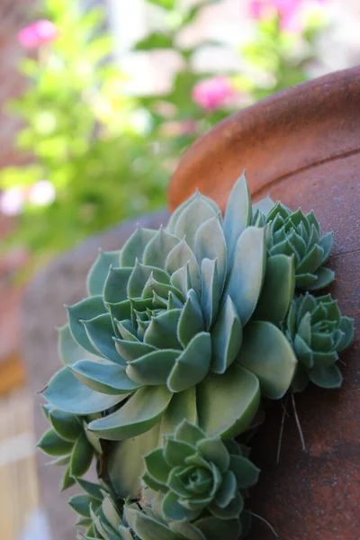 Vertical Shot Echeveria Elegans Plant — Stock Photo, Image