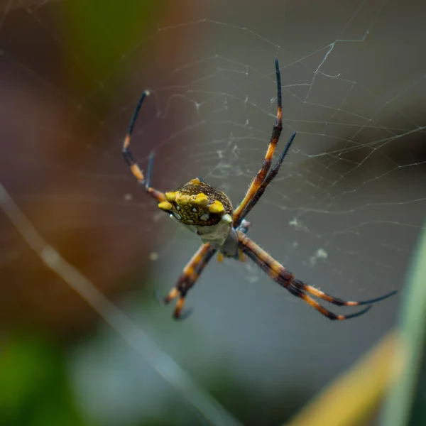 蜘蛛网上黄色条纹蜘蛛的软焦点 — 图库照片