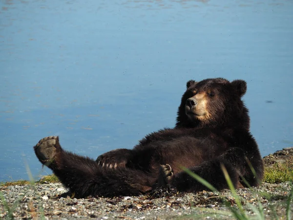 Tiro Hipnotizante Adorável Urso Castanho Deitado Chão — Fotografia de Stock