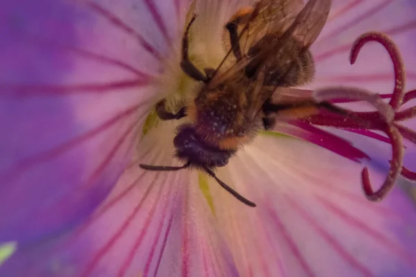 Ένα Κοντινό Πλάνο Μιας Μέλισσας Που Συλλέγει Γύρη Από Ένα — Φωτογραφία Αρχείου