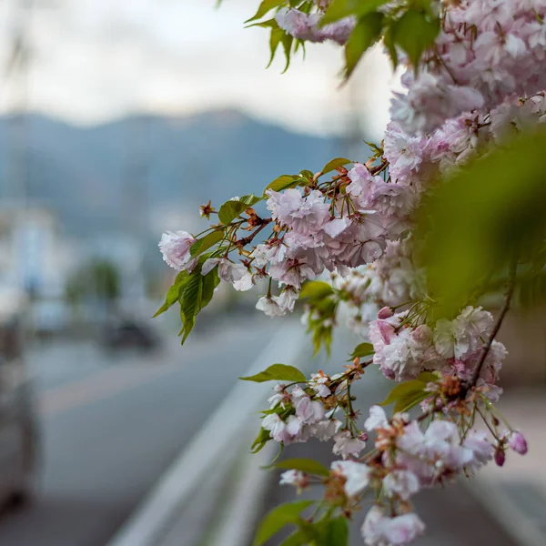 川崎子的樱花树 — 图库照片