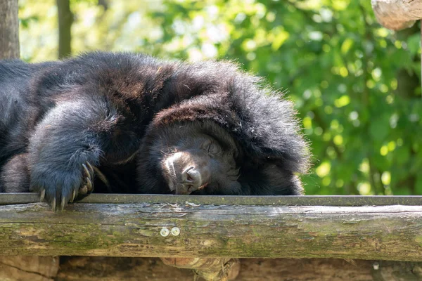 Zbliżenie Himalajskiego Czarnego Niedźwiedzia Śpiącego Kawałku Drewna Zoo Dzień — Zdjęcie stockowe