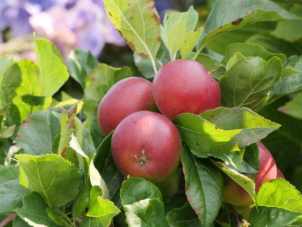 Primer Plano Manzanas Rojas Frescas Rodeadas Hojas Verdes Aire Libre — Foto de Stock