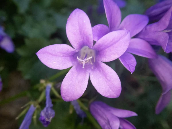 Gros Plan Une Belle Campanule Violette Dans Jardin — Photo