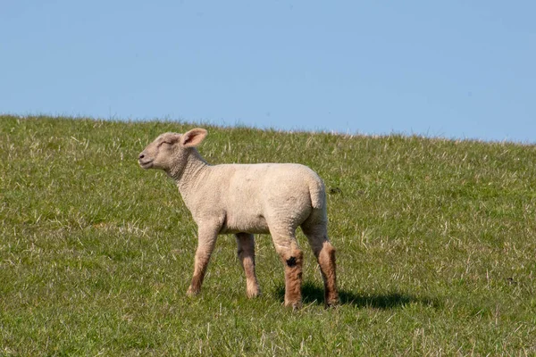 Słodka Owieczka Polu Pod Błękitnym Niebem — Zdjęcie stockowe