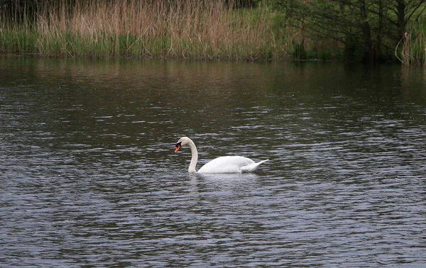 Ein Weißer Schwan Schwimmt Teich — Stockfoto