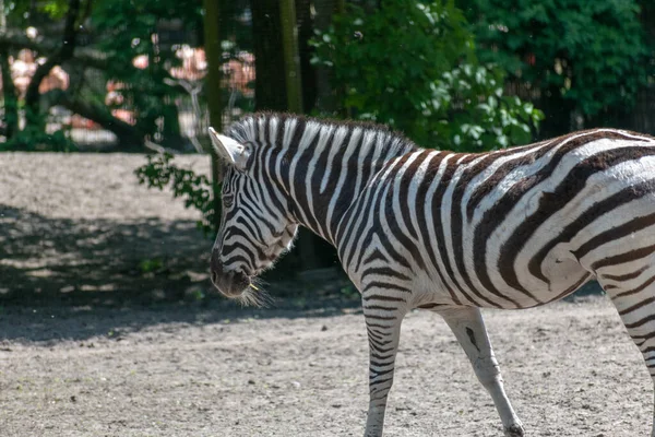 Close Uma Zebra Andando Zoológico Durante Dia — Fotografia de Stock