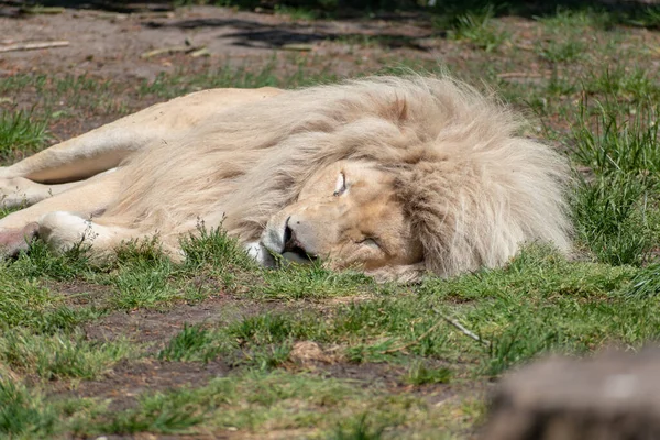Närbild Ett Manligt Lejon Som Ligger Marken — Stockfoto