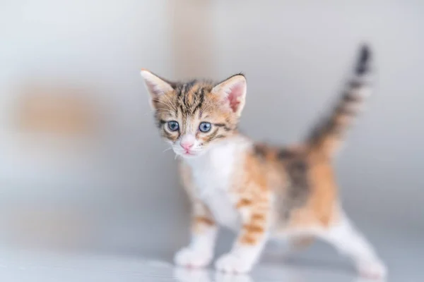 一只背景模糊的可爱蓝眼睛猫咪的特写镜头 — 图库照片