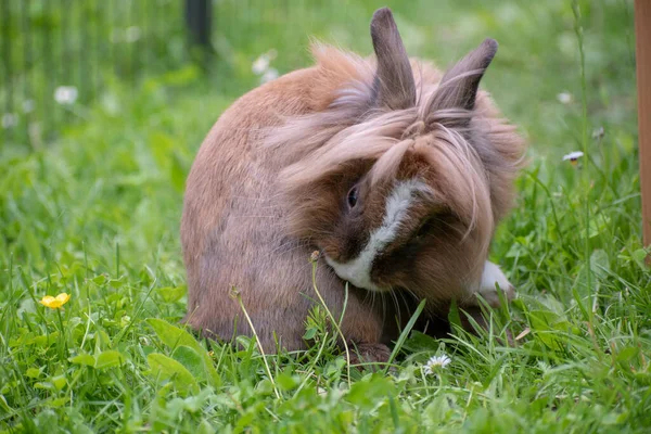 Selective Focus Shot Cute Little Bunny — Stock Photo, Image