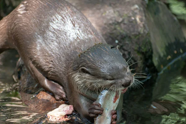 Primer Plano Una Nutria Estanque Comiendo Pez Durante Día —  Fotos de Stock