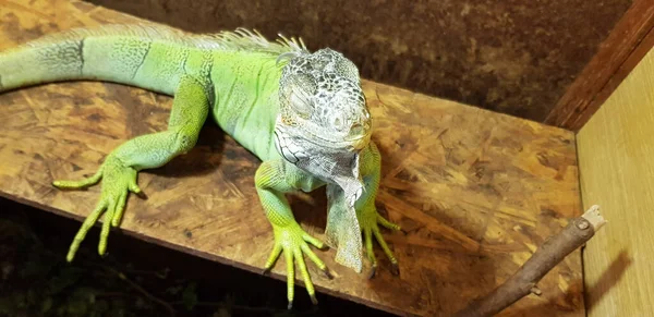 Primer Plano Linda Iguana Verde — Foto de Stock