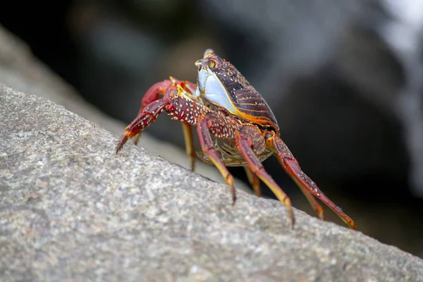 Selective Focus Shot Spotted Red Crab Stone — Stock Photo, Image