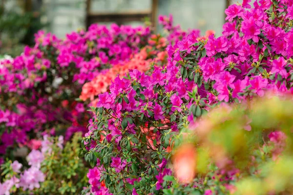 Beautiful Blooming Vibrant Azalea Flowers Botanical Garden — Stock Photo, Image